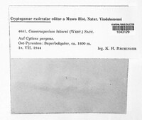 Camarosporium laburni image
